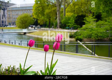 Rosa Tulpen im Frühling mit dem verschwommenen Hofgarten im Hintergrund. Der Hofgarten ist Düsseldorfs beliebter historischer Park. Stockfoto