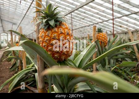 Ananasfrüchte in einer traditionellen Gewächshausplantage auf der Insel São Miguel auf den Azoren Stockfoto