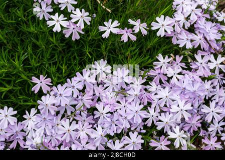 Foto des schleichenden Phlox, Phlox subulata, das die nadelförmigen Blätter zeigt und einen Blumenteppich im Frühling hervorbringt Stockfoto