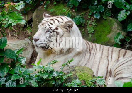 Großer weißer Albino-Tiger. Weißer Tiger ist rezessive Mutante des bengalischen Tigers. Weißer Tiger ruht auf Felsen im Dschungel. Rezessives Gen. Stockfoto