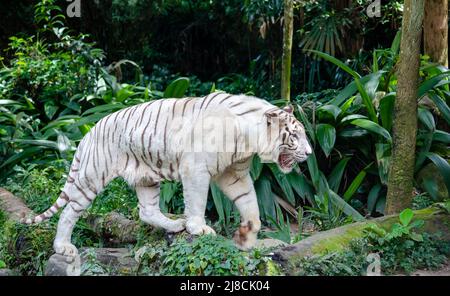 Großer weißer Albino-Tiger, natürlicher Lebensraum. Schöner junger, durchbohrter weißer Tiger im Dschungel. Rezessives Gen. genetik und Mutationen im Zoo Stockfoto