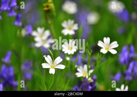 Kleine Stitchwürze und Bluebells, Hardcastle Crags, Hebden Bridge, West Yorkshire Stockfoto