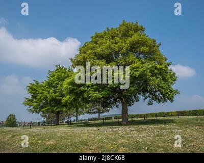 Das Bild zeigt den deutschen Marfaux-Friedhof des Ersten Weltkriegs bei Marfaux. Der Friedhof ist ein Konsolidierungsfriedhof der Soldaten KIA in der Marne-Offensive 1918 Stockfoto