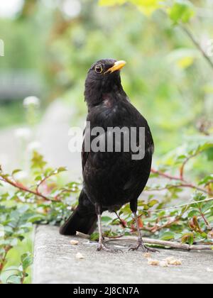 Nahaufnahme eines erwachsenen Amsel-Männchens mit einem überraschenden Blick, der auf einer niedrigen Wand steht, die Büsche und Laub im Hintergrund hat. Stockfoto