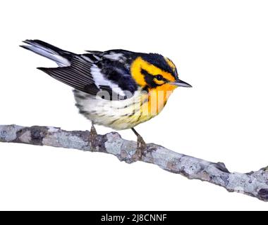 Schwarzburnische Waldsänger (Setophaga fusca) männlich isoliert auf weißem Hintergrund Stockfoto