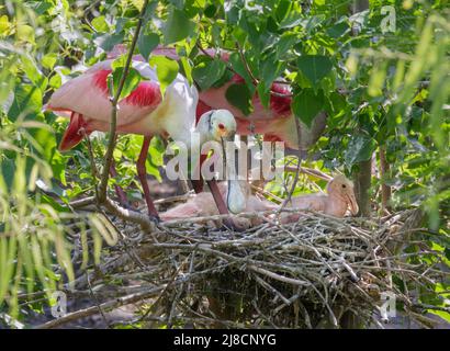 Rotlöffler (Platalea ajaja) mit Küken im Nest, High Island, Texas, USA. Stockfoto