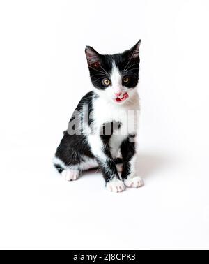 Das Kätzchen leckt sich nach dem Essen, zeigt seine Zunge. Weißer Hintergrund Stockfoto