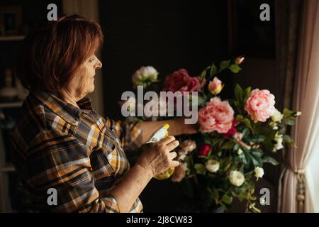 Reife Frau sprüht grüne Blätter von frisch blühenden Rosa und weißen Gartenrosen mit Wasser in der Zimmerseite. Hausfrau kümmert sich um Gartenblumen Stockfoto