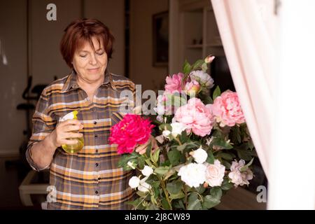 Lächelnde reife Frau sprüht grüne Blätter von frisch blühenden Rosa und weißen Gartenrosen mit Wasser im Wohnzimmer. Hausfrau kümmert sich um den Garten Stockfoto