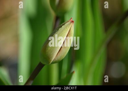 Eine einzelne geschlossene Tulpe wartet darauf, im Frühjahr zu öffnen Stockfoto