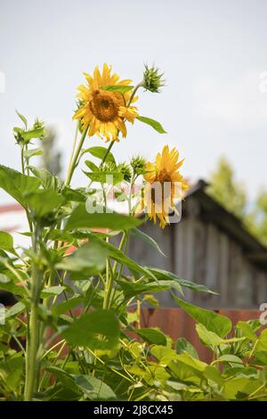 Sonnenblumen wachsen vor dem verschwommenen alten Schuppen in ländlicher Umgebung hoch - selektiver Fokus Stockfoto