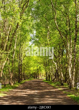 Lane gesäumt von hohen silbernen Birken in strahlendem Sonnenlicht Stockfoto