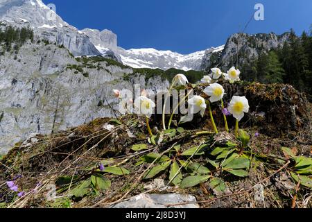 Schneerosen in den steirischen Kalkalpen, Nationalpark Gesäuse, Österreich Stockfoto