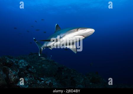 Silvertip Shark (Carcharhinus albimarginatus) am El Canyon, Revillagigedo Archipel, Mexiko Stockfoto