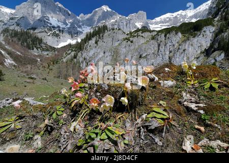 Schneerosen in den steirischen Kalkalpen, Nationalpark Gesäuse, Österreich Stockfoto