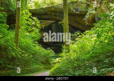 Bewaldeter Pfad, der zur größten natürlichen Brücke östlich der Rockies führt, im Natural Bridge Park in Winston County, Alabama. (USA) Stockfoto