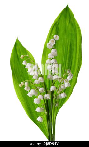 Maiglöckchen isoliert auf weißem Hintergrund. Bouquet von Convallaria Blumen und Blättern Stockfoto