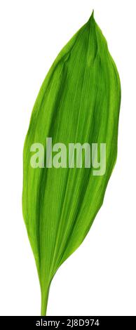 Maiglöckchen auf weißem Grund isoliert. Convallaria Blumen Stockfoto