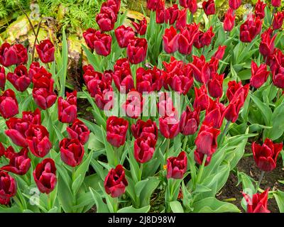 Chenies Manor Garden. Dunkelrote Tulipa 'National Velvet', die massenweise in einem versunkenen Garten in Chenies gepflanzt wurde Stockfoto