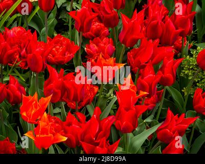 Chenies Manor Garden.Tulipa 'Isaac Chic'; eine lebendige, tiefrote Tulpenart, die massenweise bei Chenies gepflanzt wurde. Stockfoto