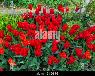 Chenies Manor Garden.Tulipa 'Isaac Chic'; eine lebendige, tiefrote Tulpenart, die massenweise bei Chenies gepflanzt wurde. Stockfoto