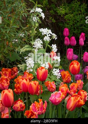 Chenies Manor Garden.Bunte weiße Ehrlichkeit, Lunaria Alba, Tulipa 'Lachs-Papagei', Tulipa 'Tempel der Schönheit', malve rosa Tulpen in einer hellen Ecke. Stockfoto