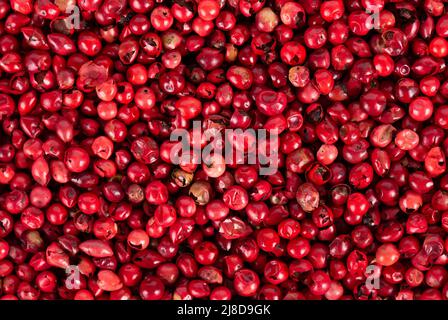 Rosa Pfefferkörner Hintergrund. Getrocknete rote Paprikakörner. Bio-Gewürz. Draufsicht Stockfoto