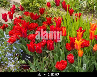 Chenies Manor Garden Vivrant Rote und orange Tulpenvariantie, Tulipa 'Isaak Chic', Tulipa 'Rote Prinzessin', Tulipa 'Ballerina'. Blaue Myostis. Stockfoto