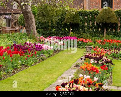 Chenies Manor Garden. Die versunkene Gartentulpe grenzt an viele lebendige Sorten, die in Gruppen gepflanzt werden.unter dem Bramley-Apfelbaum durch den Efeu-Spalier. Stockfoto