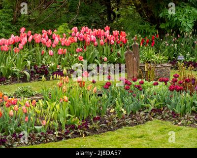 Chenies Manor Garden. Lachs Pink Tulipa 'Menton' in voller Blüte im versunkenen Garten; einige Tulpen in der unteren Ebene in Knospe. Stockfoto