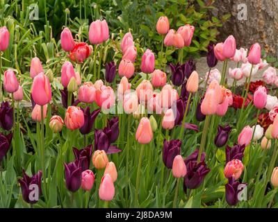 Chenies Manor Garden.Tulipa 'Menton', Tulipa 'Menton Exotic', Tulipa 'Mascara' unter dem Bramley Apfelbaum im versunkenen Garten. Stockfoto