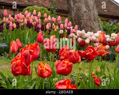 Chenies Manor Garden. Tulipa 'Curly She' im Vordergrund. Tulipa „Lachsprinz“. Tulipa 'Finola', Tulipa 'Mascara bei der Teestube im versunkenen Garten. Stockfoto