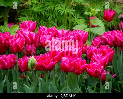 Chenies Manor Garden. Tulipa 'Chato'. Eine schöne, leuchtend rosa Doppelblüte. Stockfoto