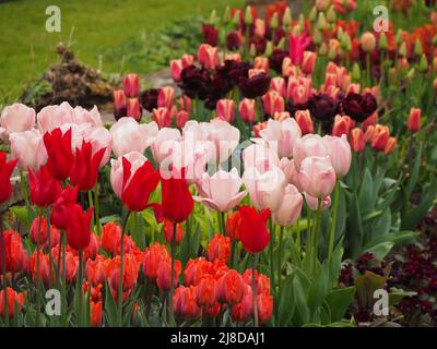 Chenies Manor Garden. Tulpen en Masse im versunkenen Garten; rote, rosa, orange Töne. Tulipa 'Hermitage', Tulipa 'Lachsprinz', Tulipa 'Bitte'. Stockfoto