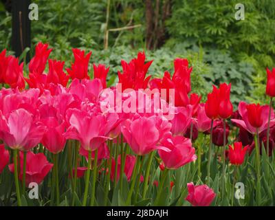 Chenies Manor Garden. Tulipa 'Ile de France' und Tulipa 'Barcelona' in voller Blüte im versunkenen Garten. Stockfoto