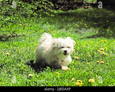 Maltesischer Bichon-Welpe läuft mit Grashalm im Mund Stockfoto