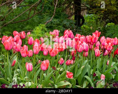 Chenies Manor Garden.lebendiger Lachs Pink Tulipa 'Menton' im versunkenen Garten. Stockfoto