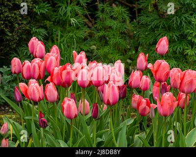 Chenies Manor Garden.Vibrant Lachs Pink Tulipa 'Menton' in der versunkenen Garten Grenze. Stockfoto