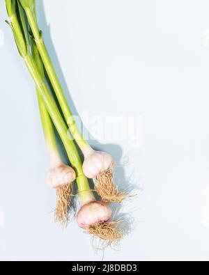Haufen von Köpfen von jungen natürlichen Knoblauch auf einem blauen Hintergrund mit Kopierraum. Immun stärkend Gemüse. Bio-Knoblauch auf dem Bauernhof Stockfoto