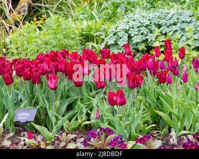 Chenies Manor Garden. Dunkelrote Tulipa 'National Velvet', die massenweise in einem versunkenen Garten in Chenies gepflanzt wurde Stockfoto