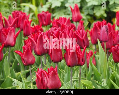 Chenies Manor Garden. Dunkelrote Tulipa 'National Velvet', die massenweise in einem versunkenen Garten in Chenies gepflanzt wurde Stockfoto