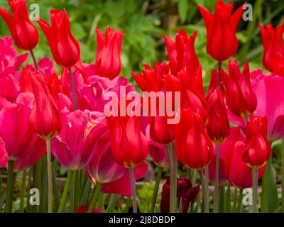 Chenies Manor Garden. Tulipa 'Ile de France' und Tulipa 'Barcelona' in voller Blüte im versunkenen Garten. Stockfoto