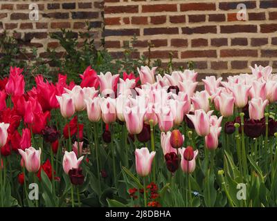 Chenies Manor Garden Tulip 'Apricot Pride', Tulipa 'Isaak Chic' Tulipa 'Ile de France' , im April in Massen im versunkenen Garten gepflanzt. Stockfoto