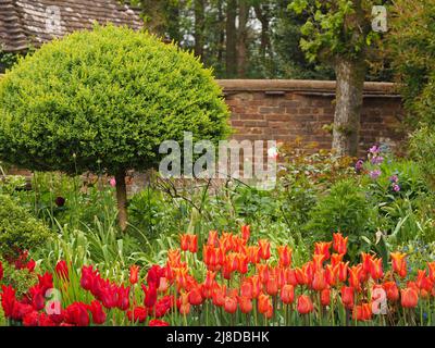 Chenies Manor Garden. Tulipa 'Ballerina', flammenfarbene, lilienblühende Tulpe mit Tulipa 'Ile de France'; Gartenmauer und frisches Grün dahinter. Stockfoto
