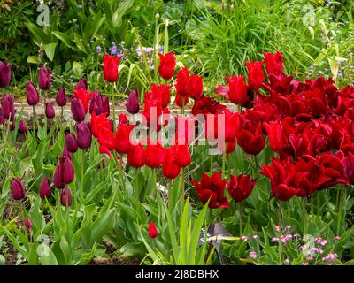 Chenies Manor Garden Tulpen herrlich reiche rote Tulpen. Tulipa „Istanbul“, Tulipa „Ile de France“, Tulipa „National Velvet“. Stockfoto