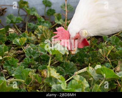 Bio-Hähnchen auf einem nachhaltigen Bauernhof. Konzept gesunde Ernährung Stockfoto