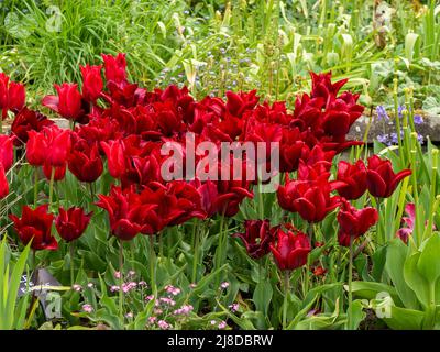 Chenies Manor Garden.Tulpenarten von leuchtendem Rot; Tulpe, 'Ile de France' 'Isaac Chic' gegen frisches grünes Laub. Stockfoto