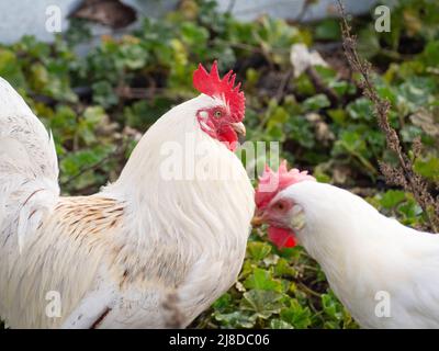 Bio-Hähnchen auf einem nachhaltigen Bauernhof. Konzept gesunde Ernährung Stockfoto