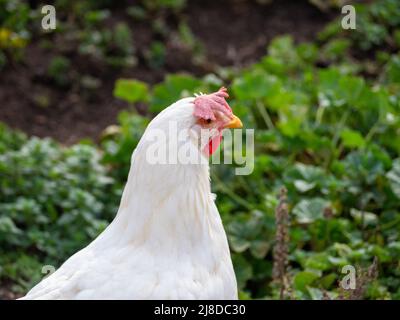 Bio-Hähnchen auf einem nachhaltigen Bauernhof. Konzept gesunde Ernährung Stockfoto