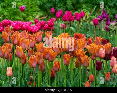 Chenies Manor Garden. Wunderschöne orangefarbene Tulipa 'Cairo' , Tulipa 'Chato' und Tulipa Barcelona' im Hintergrund. Stockfoto